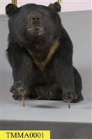 臺灣黑熊藏品圖，第13張